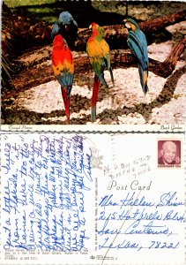 Trained Parrots, Tampa, Florida