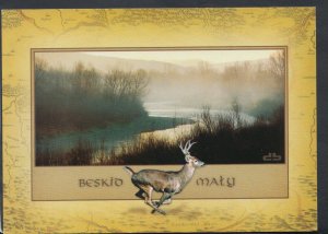 Animals Postcard - Deer - Poland - Beskid Maly     RR3974