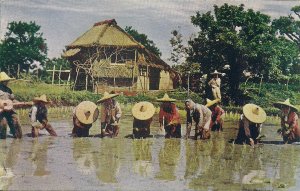 Philippine Airlines Issued, Man Playing Guitar in Rice Paddy, 1960's, Planting