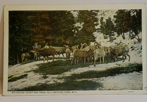 Vintage Postcard Mountain Sheep & Deer 1948 Yellowstone Park Wyoming 767