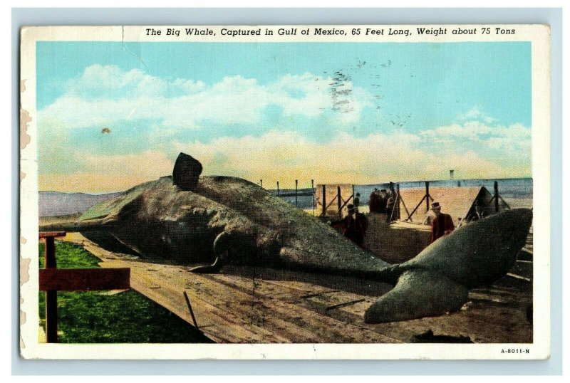 Vintage The Big Whale, Captured in Gulf of Mexico P163