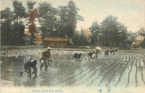 Japan C-1910 Farm Agriculture hand colored Planting Spouts Postcard 22-6207