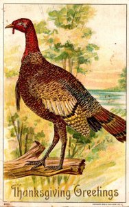 Thanksgiving Greetings With Turkey