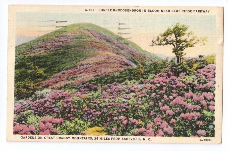 Asheville NC Mountains Rhododendron 1938 Linen Postcard