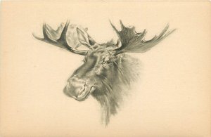 Vintage Animal Art Postcard, Nice Portrait of a Moose, Unposted