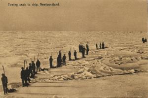 canada, Newfoundland, Towing Seals to Ship (1910s) Postcard