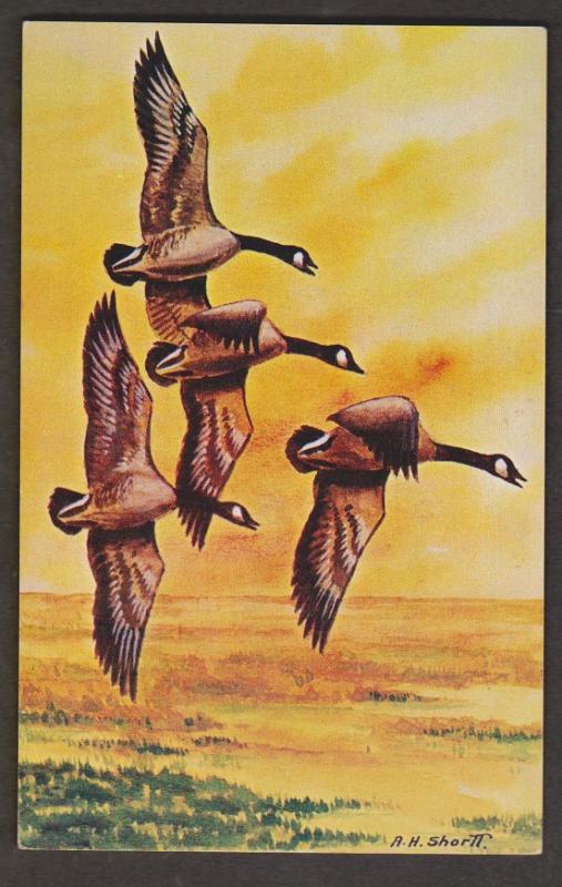 Canada Geese From Painting By Angus Shortt - Used