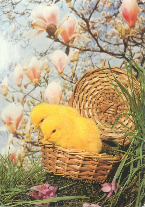 Postcard Easter greetings chicken poultry cherry blossom spring time