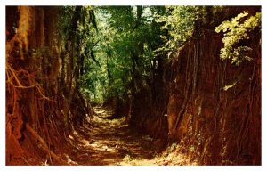 Postcard ROAD SCENE Natchez Mississippi MS AR5482