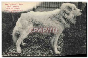 Old Postcard of the Pyrenees Dog Dogs Bamboo 1st prize the dog & # 39expositi...