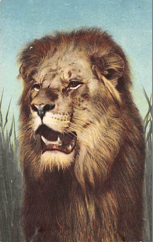 Lion, King Of Beasts Lions Unused 