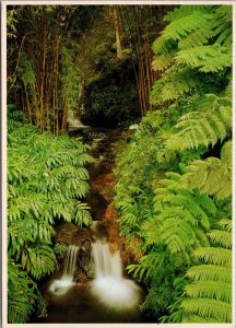 Island of Hawaii Scene in Akaka Falls St. Park Near Hilo Postcard PC394