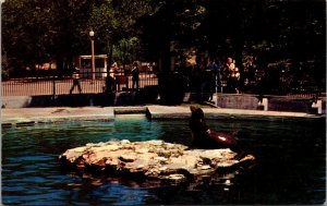 Missouri St Louis Seal At Forest Park Zoo