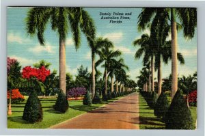 Stately Palms & Australian Pines In Florida Linen c1951 Postcard
