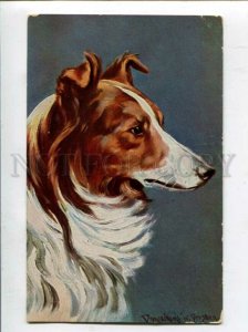 3120635 Portrait of COLLIE Dog by DONADINI vintage Color PC