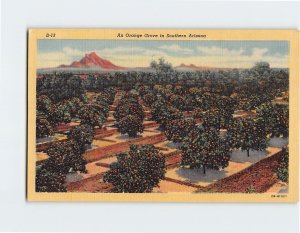Postcard An Orange Grove in Southern Arizona