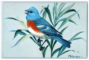 Peterson Bird Lazuli Bunting Singing Bird Summer In Canada And Mexico Postcard