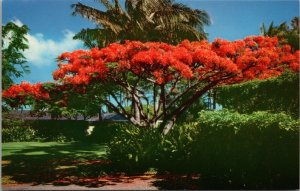 The Flame Tree Hawaii Postcard PC476