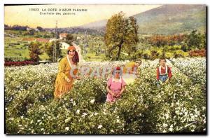 Old Postcard Picking jasmine flower Cote d & # 39Azur