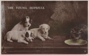The Young Hopefuls Dogs vs Cat Real Photo Dog Old Postcard