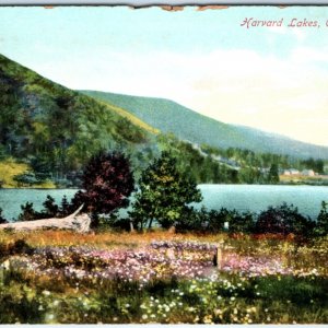 c1910s Cape Breton, England Harvard Lakes Nature Private Post Card Eastern A157