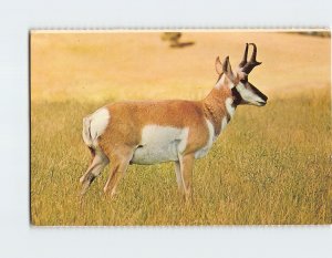 Postcard Pronghorn Antelope Wyoming USA