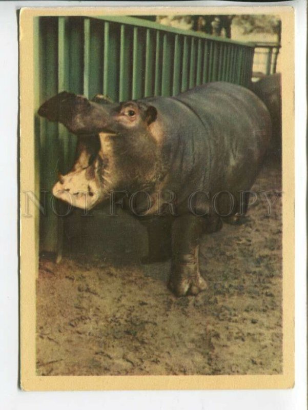 463643 USSR 1964 year Leningrad Zoo hippo postcard