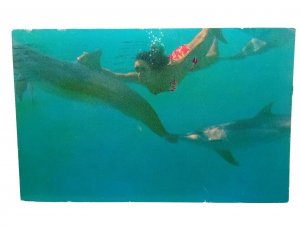 Playful Porpoises Swim With Human Friend Sealife Park Hawaii Vtg Postcard 1970