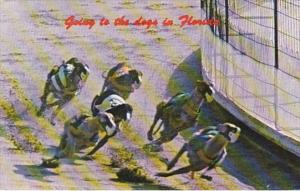 Florida Going To The Dogs Greyhound Racing