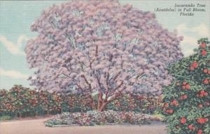Florida Jacaranda Tree In Full Bloom Curteich