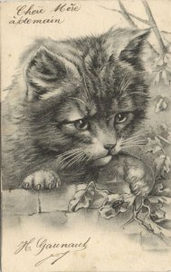 PC CATS, A SMALL CAT AND A LADYBUG, Vintage Postcard (b47108)