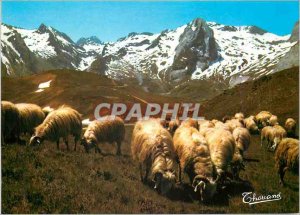 'Modern Postcard The Pyrenees Sheep at Col d''Aubisque Sheep'
