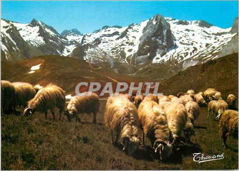 Modern Postcard The Pyrenees Sheep at Col d'Aubisque Sheep