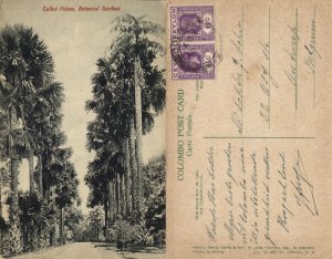 ceylon, COLOMBO, Botanical Garden, Talbot Palms (1922) Postcard