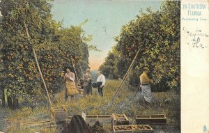 Southern Florida 1908 Postcard Purchasing Orange Crops by Tucks