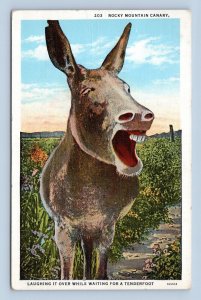 Rocky Mountain Canary Donkey Mule Laughing it Over Humor Linen Postcard M5