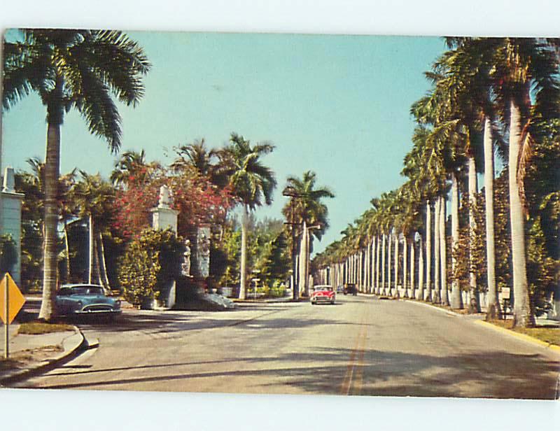 Pre-1980 OLD CARS & PALM TREES PLANTED BY THOMAS EDISON Ft. Fort Myers FL Q7495