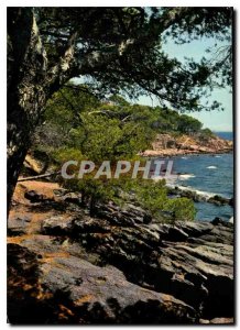 Postcard Modern Pinede and cove of the French Riviera