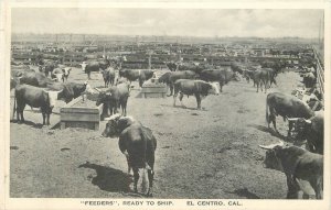 Postcard California El Centro Feeders Ready Cattle farm Imperial 23-8221