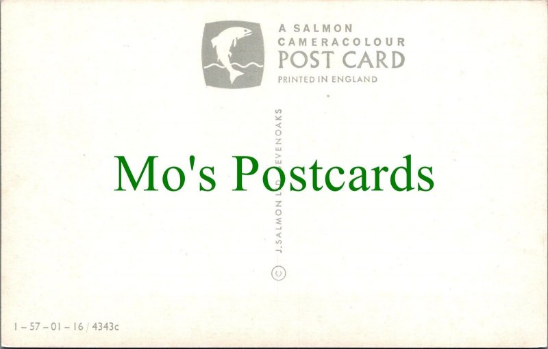 Hampshire Postcard - Nature / Trees - A New Forest Glade  RS31039