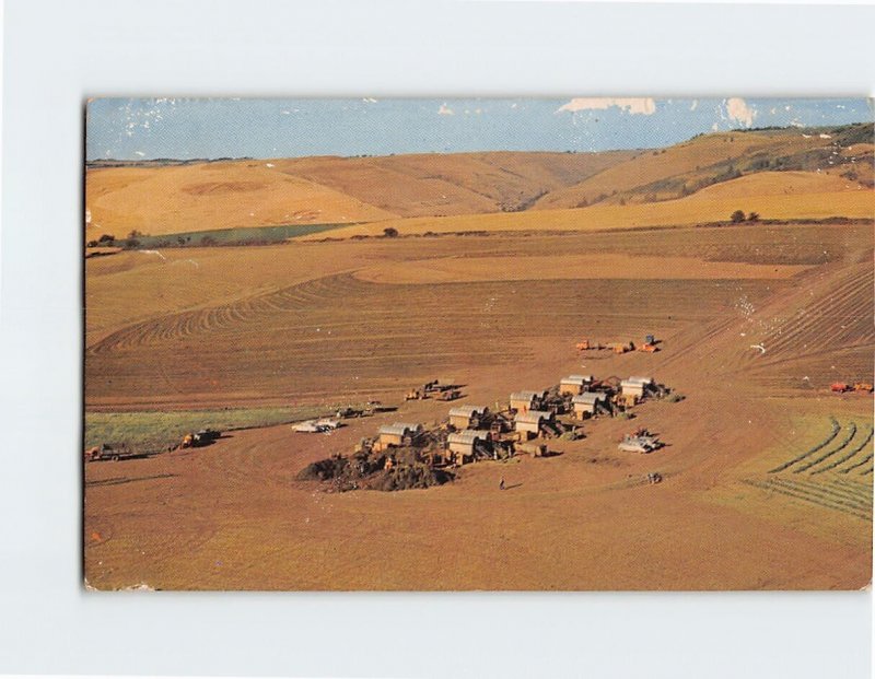 Postcard Pea Harvest In The Pacific Northwest Washington USA