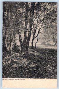 Great Malvern England Postcard Silver Birches New Forest 1904 View Tuck Art