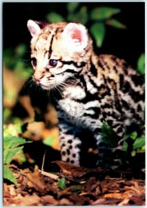 Postcard - Close-up of a Little Ocelot - Environmental Defense Fund