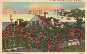 Vintage Postcard 1955 Rose Blossom Time On Cape Cod Mass. Massachusetts