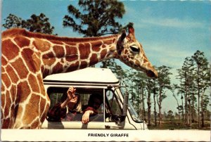 Friendly Giraffe at America's Authentic African Safari Postcard PC22