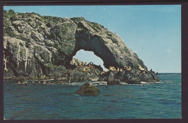 Sea Lions,Cape Chiniak,Kodiak,AK