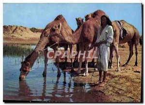 Postcard Modern Djerba Island on the road Diorf Camel