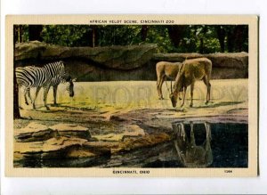 3016865 USA OHIO CINCINNATI Zebras & gazelles in ZOO Vintage PC