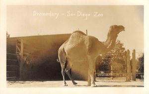 RPPC Dromedary, San Diego Zoo, California Camel c1930s Vintage Photo Postcard