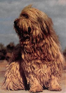 Bergamaschi   Dog 